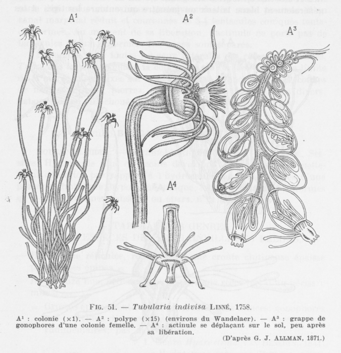 Leloup (1952, fig. 51) Leloup (1952, fig. 51)