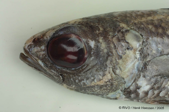 Epigonus telescopus (Risso, 1810) Epigonus telescopus (Risso, 1810)