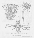 Hydrozoa (hydroids)