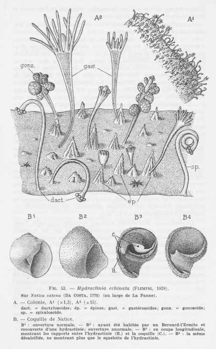 Leloup (1952, fig. 53)