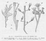 Hydrozoa (hydroids)