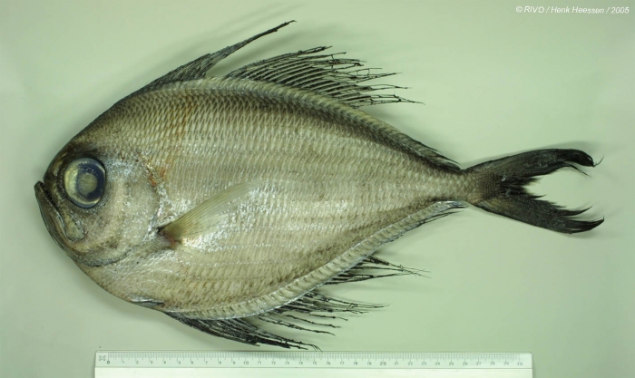 Pterycombus brama Fries, 1837 Pterycombus brama Fries, 1837