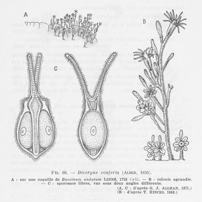 Leloup (1952, fig. 60) Leloup (1952, fig. 60)