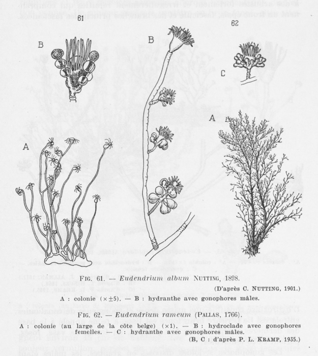 Leloup (1952, fig. 61 & 62)