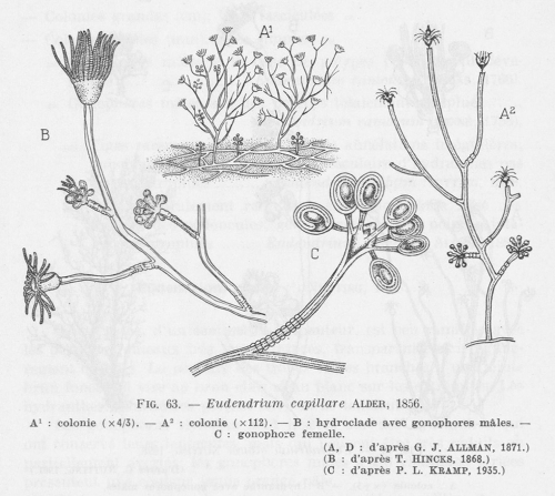 Leloup (1952, fig. 63)