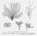 Hydrozoa (hydroids)