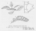 Hydrozoa (hydroids)