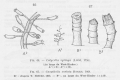 Hydrozoa (hydroids)