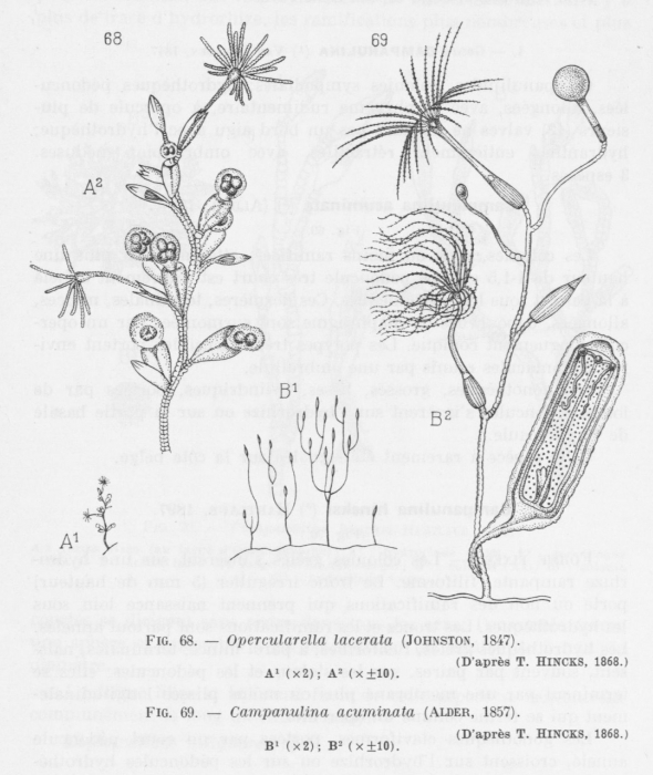 Leloup (1952, fig. 68 & 69) Leloup (1952, fig. 68 & 69)