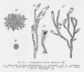 Hydrozoa (hydroids)