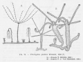 Hydrozoa (hydroids)