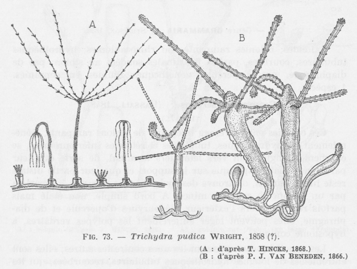 Leloup (1952, fig. 73) Leloup (1952, fig. 73)