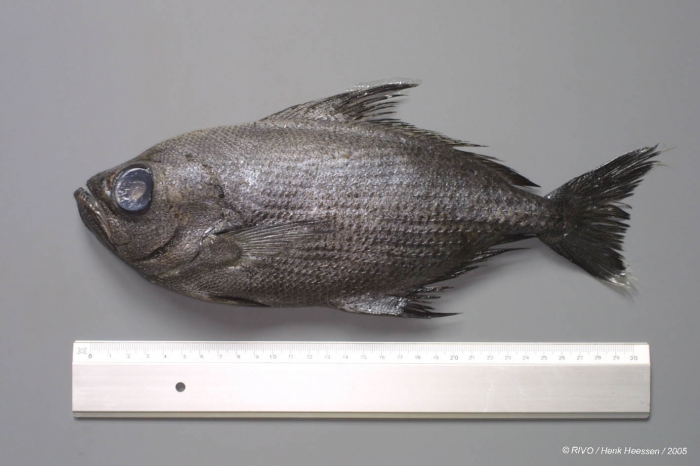 Taractes asper Lowe, 1843 Taractes asper Lowe, 1843