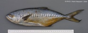 Campogramma glaycos (Lacepe, 1801) 