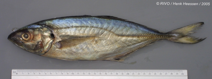 Caranx rhonchus Geoffroy Saint-Hilaire, 1817 Caranx rhonchus Geoffroy Saint-Hilaire, 1817