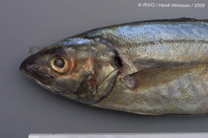 Caranx rhonchus Geoffroy Saint-Hilaire, 1817 Caranx rhonchus Geoffroy Saint-Hilaire, 1817