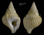 Personopsis grasi (Bellardi in d'Ancona, 1872)Specimen collected alive on Hyères seamount, 31°30.2'N  28°58.9'W, 295 m, 'Seamount 2' CP191 (size 20 mm)