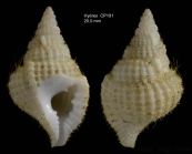 Personopsis grasi (Bellardi in d'Ancona, 1872)Specimen collected alive on Hyres seamount, 3130.2'N  2858.9'W, 295 m, 'Seamount 2' CP191 (size 20 mm)