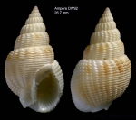 Nassarius denticulatus (Adams A., 1852)Shell from Ampère seamount, 35°03'N, 12°53'W, 117-129, 'Seamount 1' DW92  (size 26.7 mm)