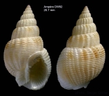 Nassarius denticulatus (Adams A., 1852)Shell from Ampe seamount, 3503'N, 1253'W, 117-129, 'Seamount 1' DW92  (size 26.7 mm)