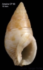 Nassarius recidivus (von Martens, 1876)Shell from Ampe seamount , 3504'N, 1255'W, 225-280 m 'Seamount 1' CP99 (size 16 mm)