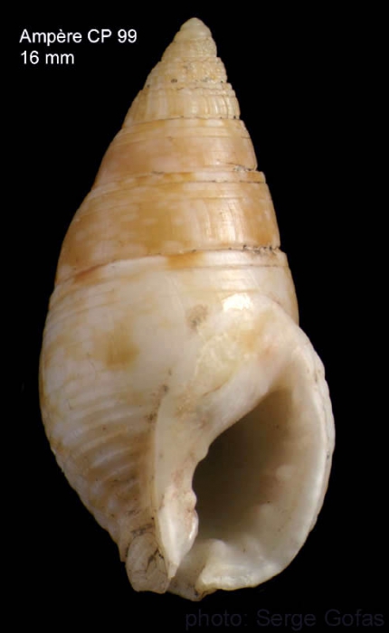 Nassarius recidivus (von Martens, 1876)Shell from Amp�re seamount , 35�04'N, 12�55'W, 225-280 m 'Seamount 1' CP99 (size 16 mm)