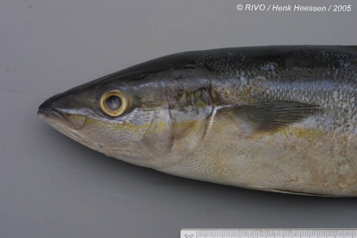 Elagatis bipinnulata (Quoy & Gaimard, 1825) Elagatis bipinnulata (Quoy & Gaimard, 1825)