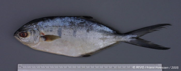 Trachinotus ovatus (Linnaeus, 1758) Trachinotus ovatus (Linnaeus, 1758)