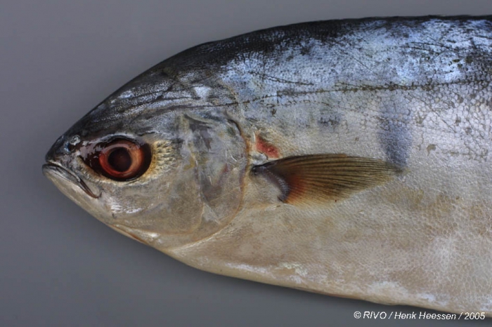 Trachinotus ovatus (Linnaeus, 1758) Trachinotus ovatus (Linnaeus, 1758)