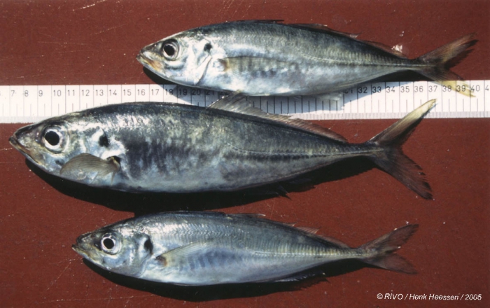 Trachurus trachurus (Linnaeus, 1758) Trachurus trachurus (Linnaeus, 1758)