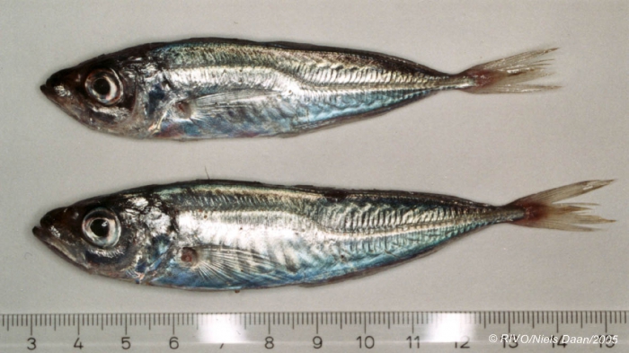 Trachurus trachurus (Linnaeus, 1758) Trachurus trachurus (Linnaeus, 1758)