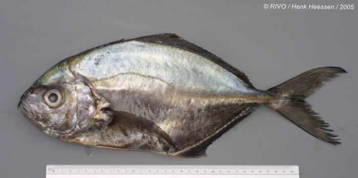 Uraspis secunda Uraspis secunda