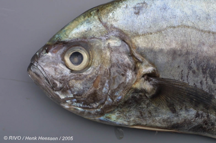 Uraspis secunda Uraspis secunda