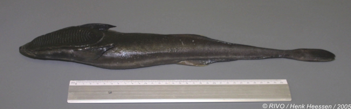 Echeneis naucrates Linnaeus, 1758 Echeneis naucrates Linnaeus, 1758