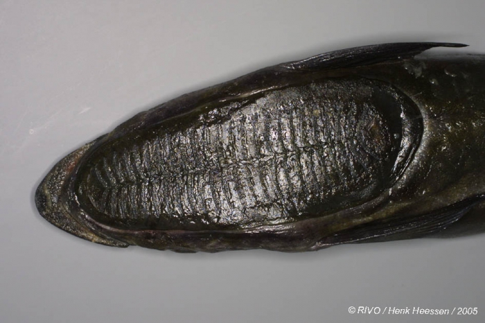 Echeneis naucrates Linnaeus, 1758 Echeneis naucrates Linnaeus, 1758