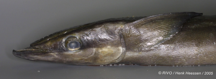 Echeneis naucrates Linnaeus, 1758 Echeneis naucrates Linnaeus, 1758