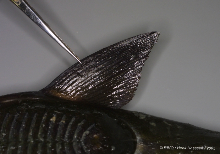 Echeneis naucrates Linnaeus, 1758 Echeneis naucrates Linnaeus, 1758