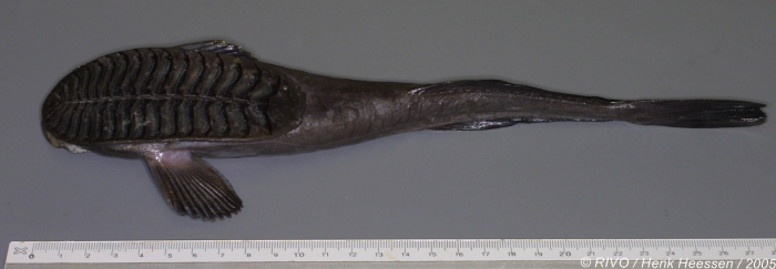Remora osteochir (Cuvier, 1829) Remora osteochir (Cuvier, 1829)