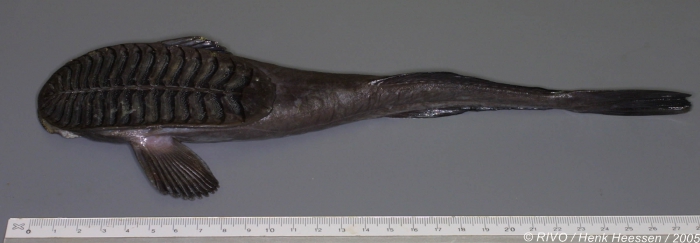 Remora osteochir (Cuvier, 1829) 