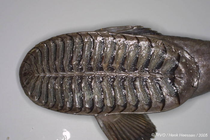 Remora osteochir (Cuvier, 1829) Remora osteochir (Cuvier, 1829)