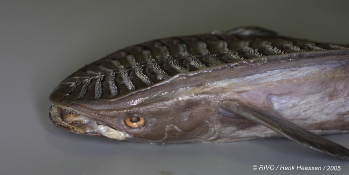 Remora osteochir (Cuvier, 1829) Remora osteochir (Cuvier, 1829)