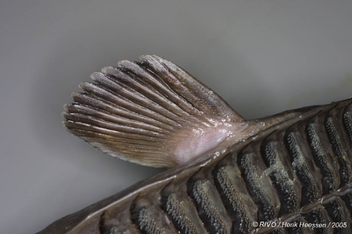 Remora osteochir (Cuvier, 1829) Remora osteochir (Cuvier, 1829)