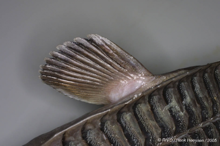 Remora osteochir (Cuvier, 1829) 