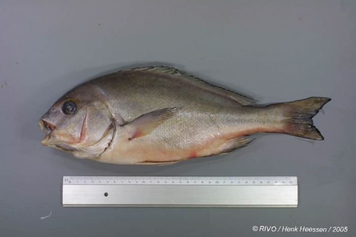 Plectorhinchus mediterraneus (Guichenot, 1850) Plectorhinchus mediterraneus (Guichenot, 1850)