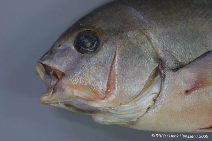 Plectorhinchus mediterraneus (Guichenot, 1850) Plectorhinchus mediterraneus (Guichenot, 1850)