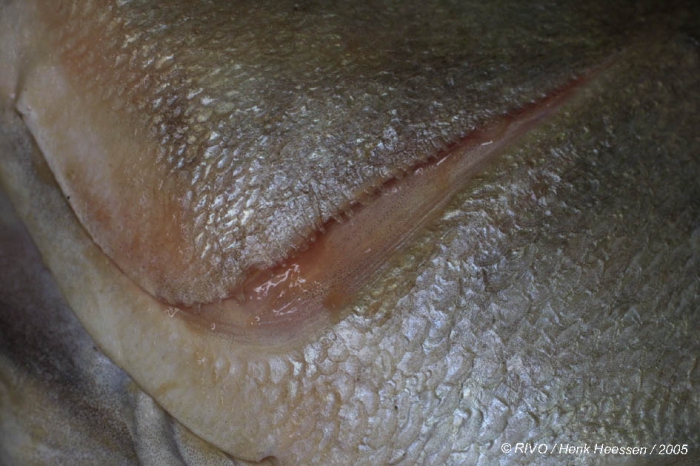 Plectorhinchus mediterraneus (Guichenot, 1850) Plectorhinchus mediterraneus (Guichenot, 1850)