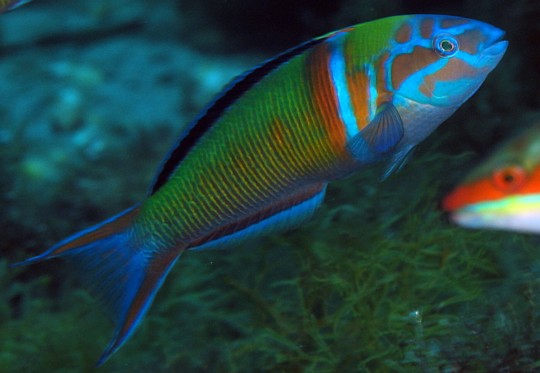 Thalassoma pavo (Donzella pavonina) Thalassoma pavo (Donzella pavonina)