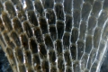 Bryozoa (moss animals)