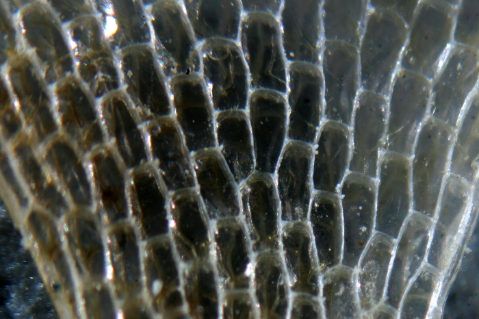 Chartella papyracea Chartella papyracea