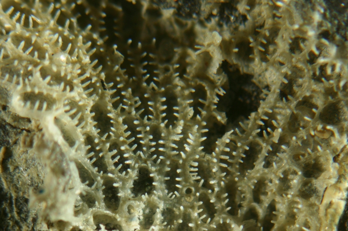 Hincksina flustroides Hincksina flustroides